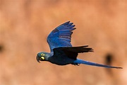 Foto arara-azul-de-lear (Anodorhynchus leari) Por Cláudia Brasileiro ...