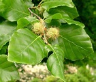 Haya. Fagus Sylvaticus con su fruto, el hayuco | Horticultura, Plantar ...