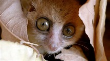 Unbekanntes Madagaskar - Im Dschungel der Lemuren (1) | NDR.de ...