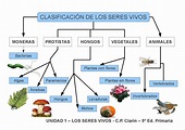 Los seres vivos: clasificación by Edita Sueiras - Issuu