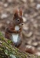 Das rote Eichhörnchen... Foto & Bild | tiere, wildlife, säugetiere ...