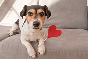 15 citations qui nous montrent que les chiens sont des êtres d'amour
