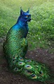 peacock cat - Google Search | Cat art, Fantasy creatures, Animal mashups