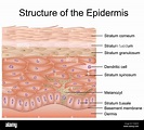 Estructura de la epidermis, la dermis ilustración vectorial médica ...