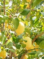 lemon, limone, lemon tree, citrus × limon, citrus, fruit, tropical ...