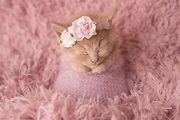 Adorable newborn photoshoot will make you want kittens over kids