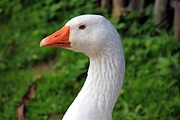 Free picture: goose, plumage, animal photography, bird