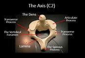 the vertebral column - SCIENTIST CINDY