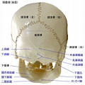 頭蓋骨を構成する骨と縫合｜高津整体院