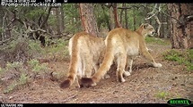 Bobcat and Mountain Lion Kittens (June, 2019) - YouTube