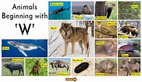 Animals that start with W