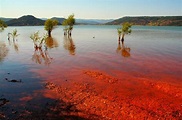 Los científicos pronostican una gran marea roja para este verano