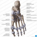 Fuß - Anatomie, Aufbau und Klumpfuß | Kenhub