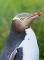 pingüino de ojos amarillos (antípodas Megadyptes), Dunedin, península ...