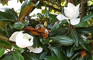 Potatura magnolia - potatura - Come potare la magnolia