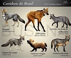 Canídeos Brasileiros com Fotos e Características | Mundo Ecologia ...