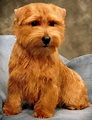 Norfolk Terrier - Puppies, Rescue, Pictures, Information, Temperament ...