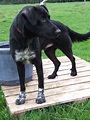 Posts by St Giles Kennels and Rehoming Centre Somerset | Dogs for ...