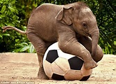 Baby 'Pele' elephant Luk Chai shows off his football skills at Sydney's ...