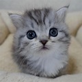 20 chatons trop mignons qui vont vous donner envie de caresser votre écran