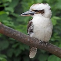 Lachender Hans... Foto & Bild | tiere, zoo, wildpark & falknerei, vögel ...