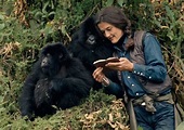 New documentary features new theory on who killed gorilla ...