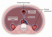 Peritoneo: Anatomía | Concise Medical Knowledge
