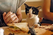 cat sandwich by autemne on DeviantArt