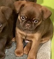 Brussels Griffon Puppies For Sale | Hayward, CA #308467