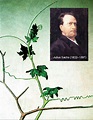 Portrait of the plant biologist Julius Sachs, drawn by his daughter ...