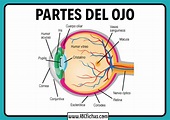 Anatomía y Partes del Ojo Humano | Función del Ojo