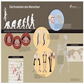 Die Evolution des Menschen - Poster — Schweizerbart science publishers