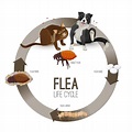 Types Of Flea Treatments: Which Works Best?