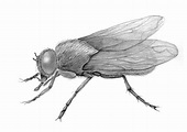 pencil drawing of a fly insect sketch | Insetos, Ilustrações