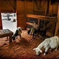 Barn in Animal Farm