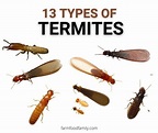 13+ Different Types Of Termites With Pictures (Identification Guide)