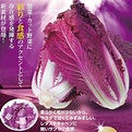紫葉白菜種子的價格推薦 - 2023年8月| 比價比個夠BigGo