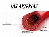 Las Arterias: funciones, ubicación, partes, capas, funcionamiento ...