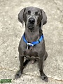AKC Registered Blue Weimaraner - Stud Dog Georgia - Breed Your Dog