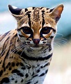 Rare species of the Felidae family (23 photos + 1 video) - Izismile.com