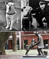 La historia de Hachiko, el “perro más fiel del mundo” llega a su ...