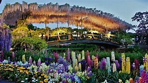Fusion of Culture and Nature : Ashikaga Flower Park | Experience Tokyo ...