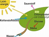 Fotosynthese und Chemosynthese - biochemische Grundlagen - Biologie ...
