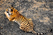 Tiger Tail Stock Photos, Pictures & Royalty-Free Images - iStock