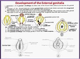 (URINARY SYSTEM) 18 Development of Female External genitalia - YouTube