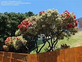 PlantFiles Pictures: Metrosideros, Variegated New Zealand Christmas ...