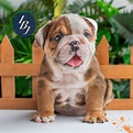 Bulldogs for Sale in Miami | French and English Bulldog Puppies | LBJ ...