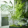 竹子盆栽在拍賣的價格推薦 - 2022年11月| 比價比個夠BigGo