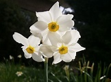 File:Narcissus medioluteus5.jpg - Wikimedia Commons