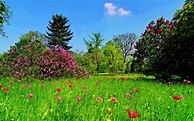 Download Tree Flower Grass Landscape Field Nature Spring HD Wallpaper